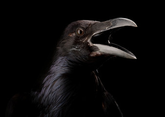 Black crow in black