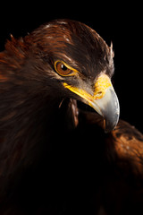 Golden Eagle