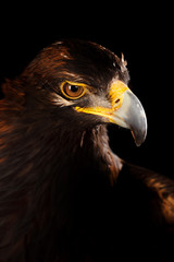 Golden Eagle