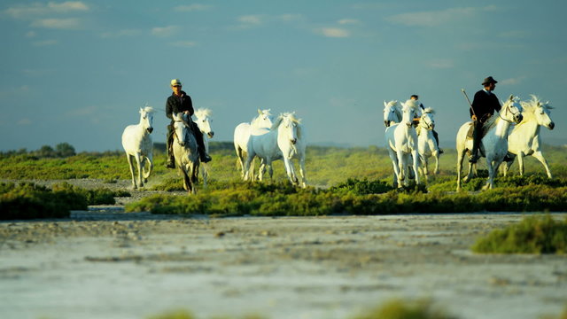 France Camargue animal horses cowboy vegetation marshland
