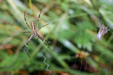 spider and prey