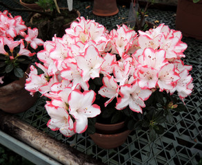Japanese rhododendron (Rhododendron japonicum)