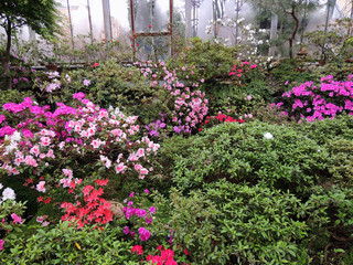 Japanese rhododendron (Rhododendron japonicum)