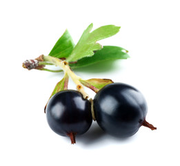 Wild black currant with green leaves isolated on white