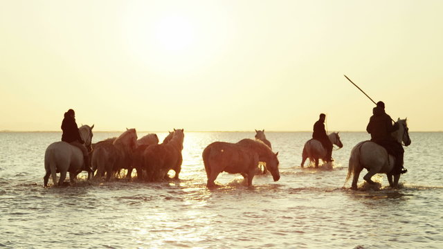 Camargue animal horse France sunset wildlife travel