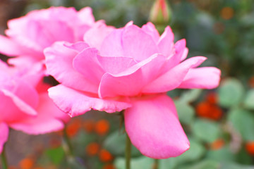 Beautiful pink roses in garden, close up