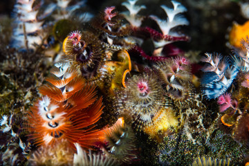 Fototapeta na wymiar Christmas Tree Worms on Reef