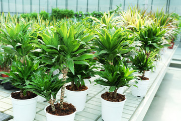 Huge greenhouse with lot of flowers and plants for sale