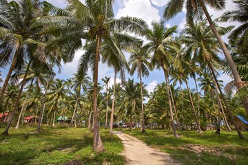 Fototapeta na wymiar branches of coconut palms under blue sky