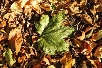 Autumn leaves background