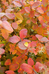 Autumn tree branch closeup