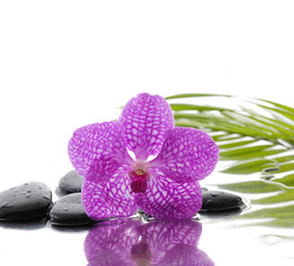 Fototapeta na wymiar Black stones with pink orchid