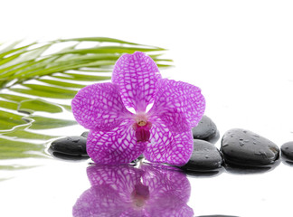 Black stones with pink orchid.palm