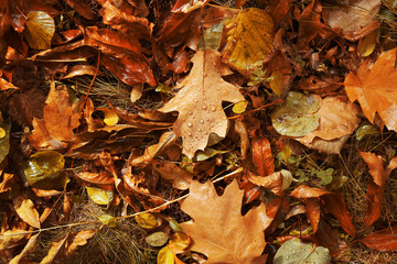 Background of colourful autumn leaves on the ground