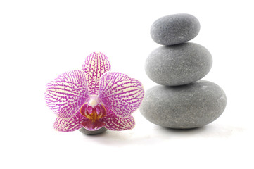 Naklejka na ściany i meble Nature stones with pink orchid