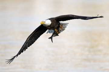 Bald Eagle in flight with Fish