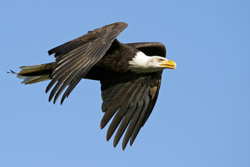 Bald Eagle in flight with Fish