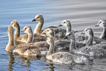 Group of Baby Geese swimming together on calm waters
