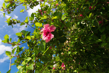 Obraz premium 沖縄県のハイビスカス