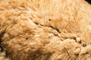 closeup Wool sheep on a sunny day.