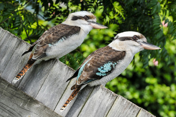 Tilted photo about two laughing kookaburras sitting on a wooden fence