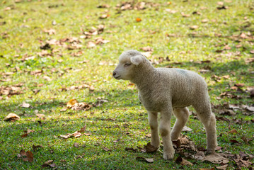 Obraz na płótnie Canvas 'Lambs at sunny day in winter in the grass on the Mae Hong Son at thailand .