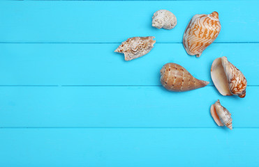 Seashells on wooden background