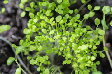 new beginning  spring sprouts 