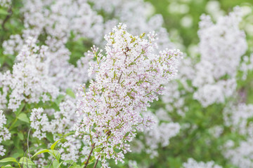 Branch of lilac flowers 