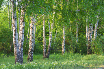 birch forest in sunlight