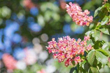 Obraz premium Flower of chestnut tree 