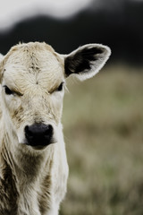 White calf face to the left vertical image
