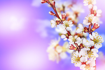 Flowering branch of apricot