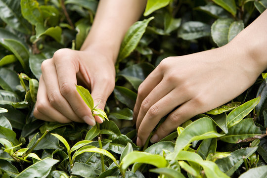 Close up of woman's hand picking tea leaf