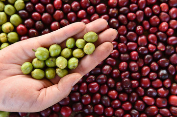 Green coffee beans in hand on red berries coffee backgourng