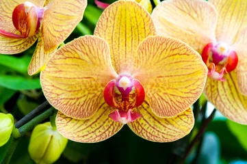 Crédence en verre imprimé Orchidée Bouchent l& 39 orchidée jaune