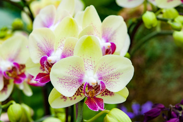 Obraz na płótnie Canvas Close up yellow orchid