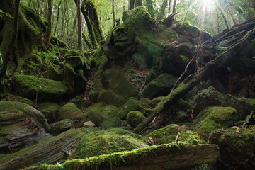 Forest of moss World Natural Heritage Yakushima