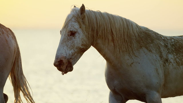 Camargue animal livestock horses grey freedom sunset 