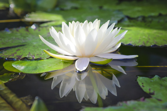 white lotus flower reflect with the water in the pond Stock Photo