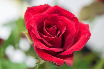 Close up red rose background