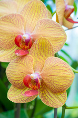 Close up yellow orchid flower