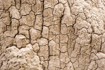 termite nests background