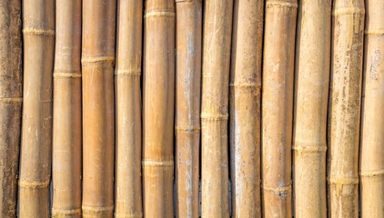 vertical bamboo background