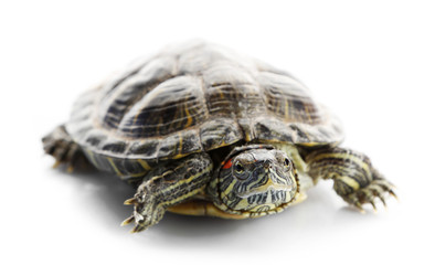 Obraz premium Turtle isolated on white background