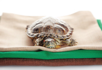 Turtle on cotton fabric, close up