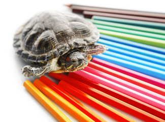 Turtle with colourful pencils isolated on white background