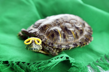 Turtle on green material background