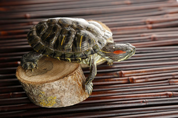 Turtle on wooden background