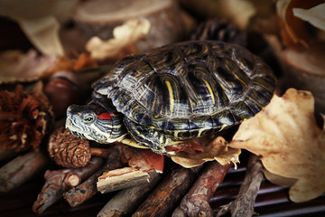 Turtle with acorn and autumn leaves on wooden background